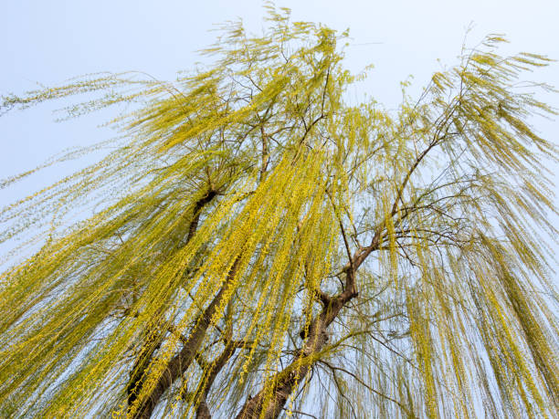 Willow tree with new green leaves stock photo