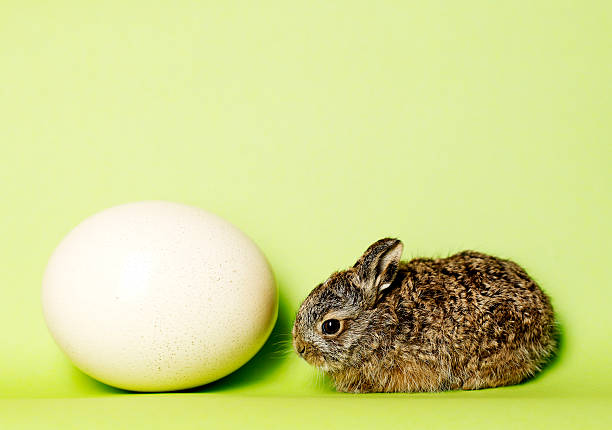 bunny with egg stock photo