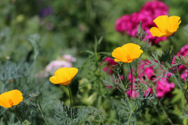 istock Blooming California poppies (Eschscholzia californica) on flower bed. 1403877330