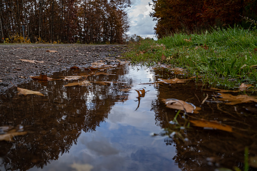 Puddle with brown rain water and brown leaves at the edge of a walkway in the forest in autumn