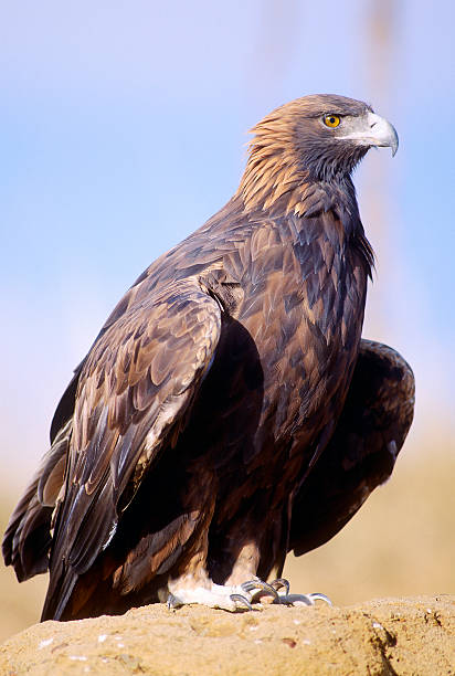 istock A golden eagle sitting on a rock 140387759