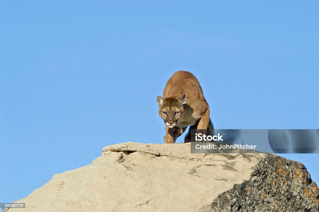 Cougar rosnando - Foto de stock de Animais caçando royalty-free