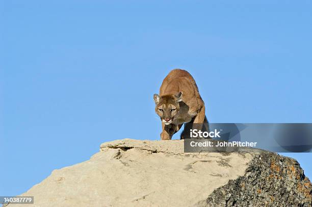 Foto de Cougar Rosnando e mais fotos de stock de Animais caçando - Animais caçando, Animal, Fotografia - Imagem