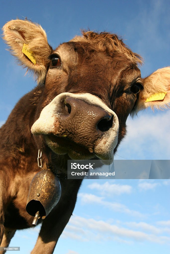 Mucca bavarese - Foto stock royalty-free di Agricoltura