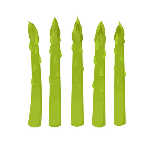 アスパラガスの緑のもやし。健康食品。野菜のベクターイラスト - asparagus vegetable white background freshness点のイラスト素材／クリップアート素材／マンガ素材／アイコン素材