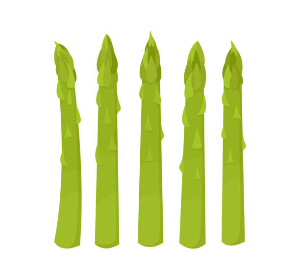 ilustrações, clipart, desenhos animados e ícones de brotos verdes de aspargos. comida saudável. ilustração vetorial de legumes - asparagus