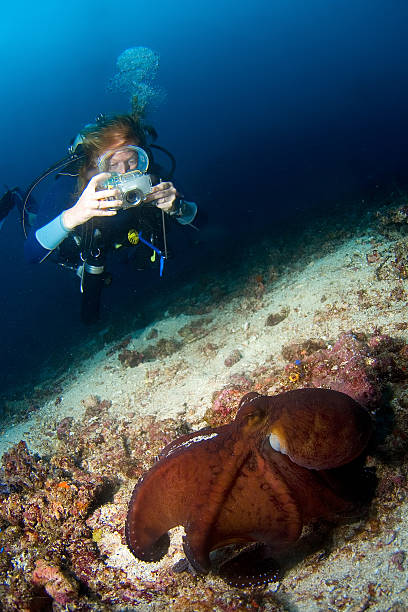 istock Female diver photographing an octopus in action. 140387827