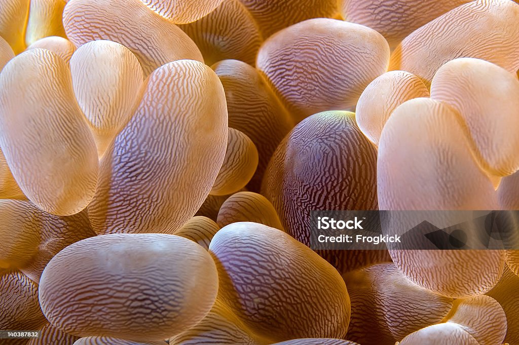 anemone 抽象的なバブルます。インドネシアスラウェシます。 - イソギンチャクのロイヤリティフリーストックフォト