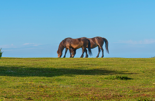 Wild ponies grazing on horizon silhouetted against blue sky The Quantock Hills Somerset English countryside UK
