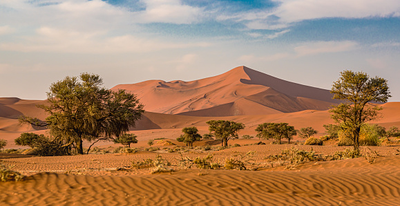 Panoramic desert dunes in shadow and light of sunrise to horizon