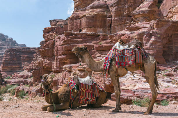 istock Camels at Petra with stone wall in background 1403878948