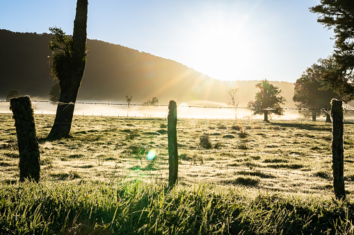 New Zealand rural sunrise landscape iwith lens flare and morning light catching wet grass and spider web on barbed wire fence in South Island