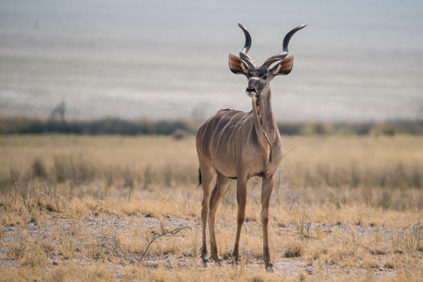 istock Elegant Greater Kudu 1403879048