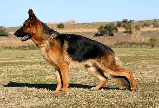 purebred german shepherd up in field: beautiful watching dog