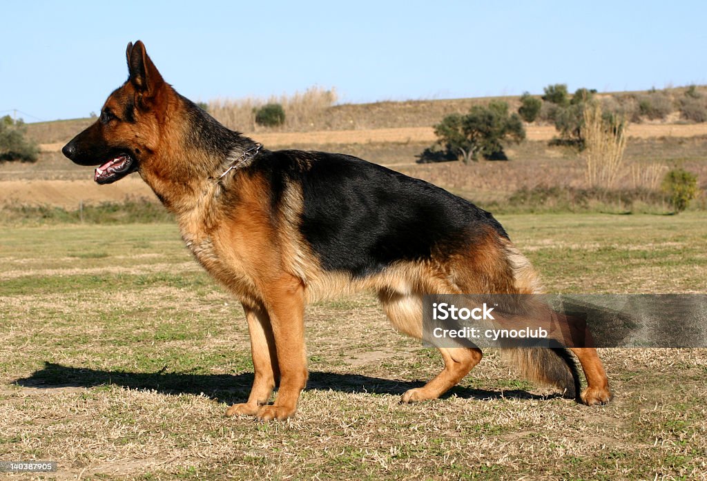 Cão pastor alemão no campo - Royalty-free Cão pastor alemão Foto de stock