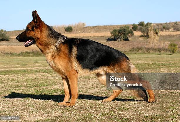 Cão Pastor Alemão No Campo - Fotografias de stock e mais imagens de Cão pastor alemão - Cão pastor alemão, Perfil - Vista Lateral, Exposição