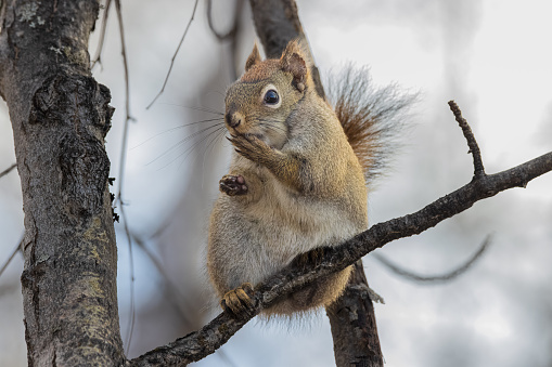 The American red squirrel is variously known as the pine squirrel, North American red squirrel and chickaree. It is also referred to as Hudson's Bay squirrel