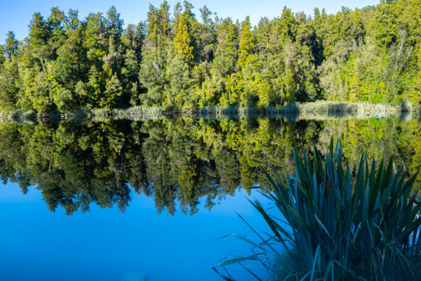 istock Perfect reflection in Lake Matheson surrounded by beautiful natural forest under blue sky 1403879228