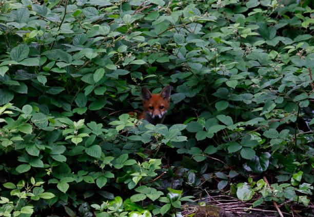 This must be a rare sight in London, England: four red foxes (Vulpes vulpes) fast asleep in late afternoon sunshine. A mother and two cubs have been frequent visitors to this garden over the last two years. Where the fourth fox has come from is unknown.