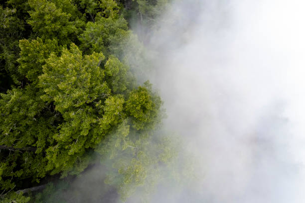 istock Aerial view of a misty forest 1403879292