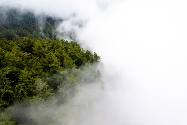 istock Aerial view of a misty forest 1403879293