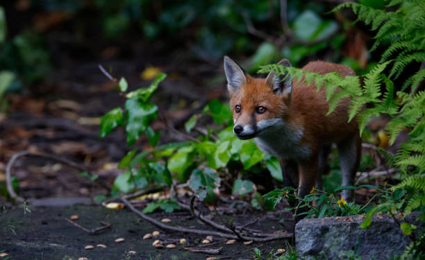 istock Urban fox family exploring the garden 1403879833