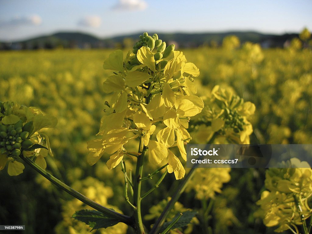 Golden Moutarde - Photo de Fleur - Flore libre de droits