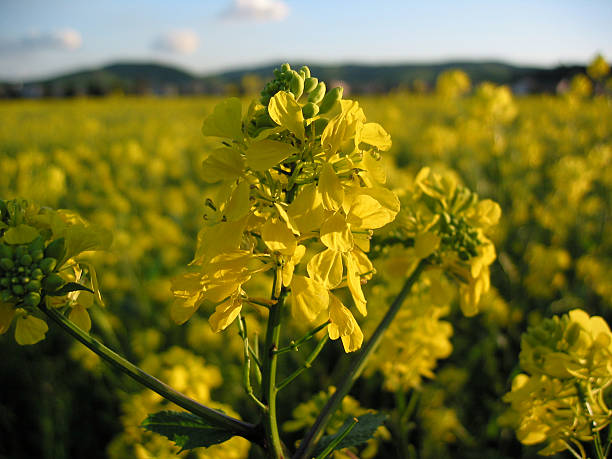 Golden Mustard A Mustard flowering in a field at sunset. ccsccs7 stock pictures, royalty-free photos & images