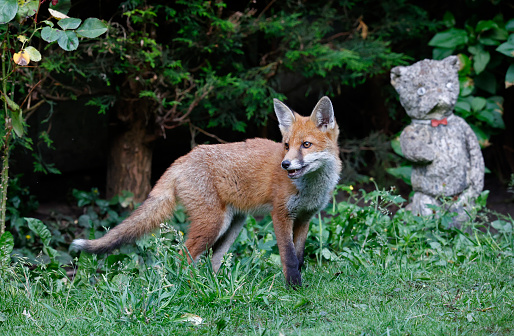 Urban fox family exploring the garden