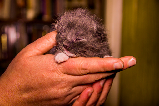 close-up of a cute newborn blind grey kitten cat in human hand