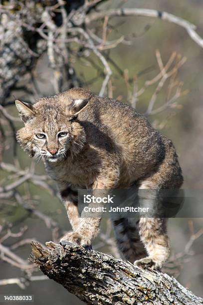 Lince Rojo Foto de stock y más banco de imágenes de Animal - Animal, Felino, Felino salvaje