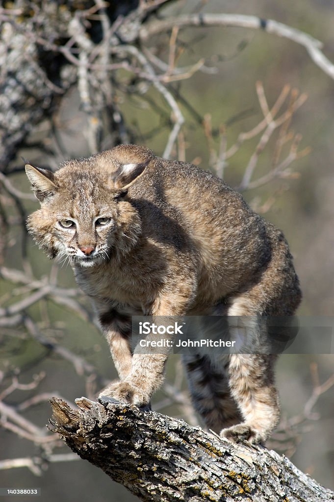 Lince vermelho - Royalty-free Animal Foto de stock