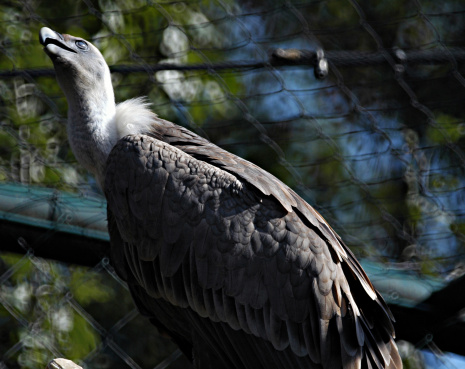 Very rare bird species from Mediterannean - white head vulture