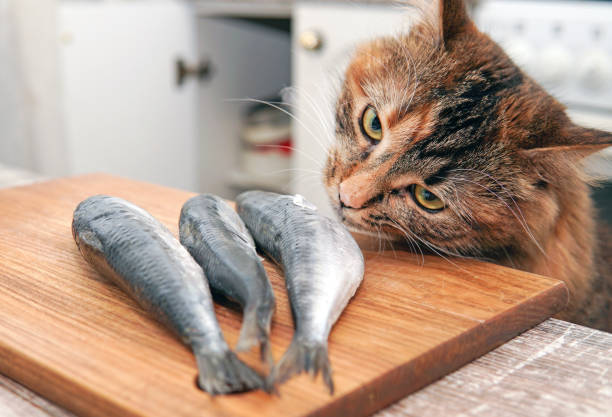 2,400+ Cat Eating Fish Stock Photos, Pictures & Royalty-Free Images -  iStock
