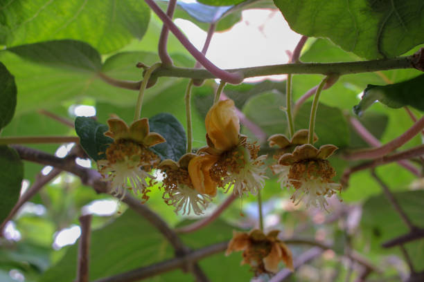 istock kiwis growing in my kiwi tree 1403881436