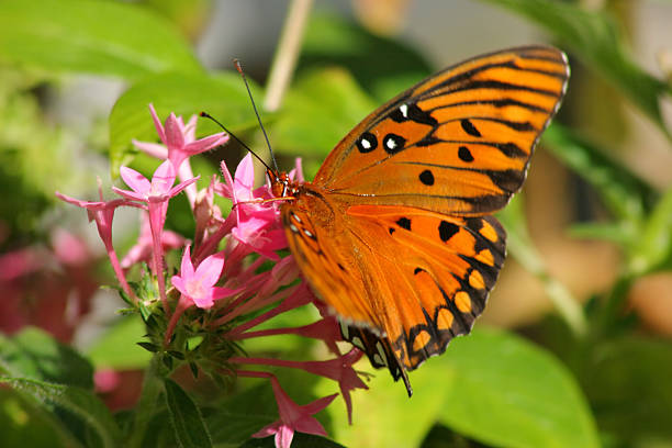istock Monarch Butterfly on Pink Flower 140388210