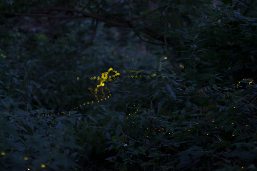 Long exposure shot of fireflies flying in the night inside bushes.