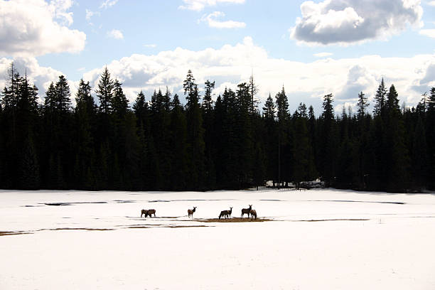 istock elk in winter field 140388291