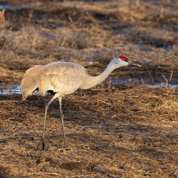 Lesser Sandhill Crane in the Golden Evening Light