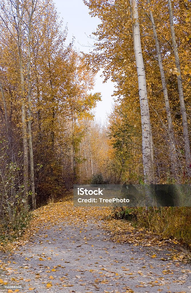 Alberato percorso in autunno - Foto stock royalty-free di Albero