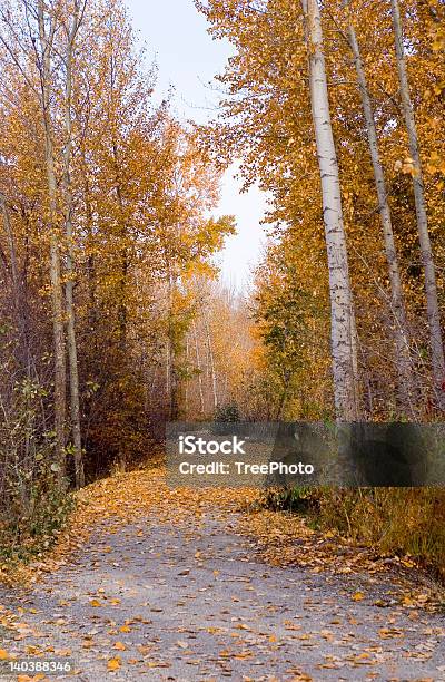 Alberato Percorso In Autunno - Fotografie stock e altre immagini di Albero - Albero, Ambientazione esterna, Arancione