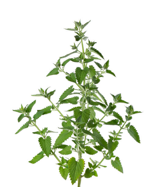 istock Lemon balm bush isolated on white background. Melissa plant. Fresh green leaf mint. Clipping path. 1403883536