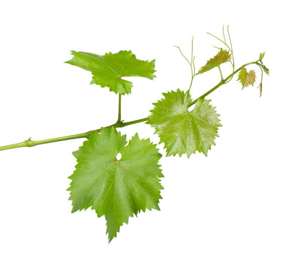 istock Grape leaves vine branch with tendrils, isolated on white background, clipping path. Green branch of grape vine. 1403883537