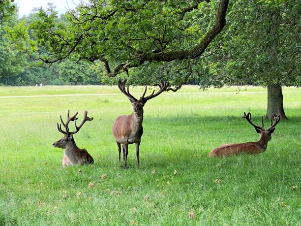 istock A close up of a Red Deer 1403883667