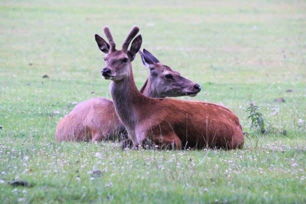 istock A close up of a Red Deer 1403883818
