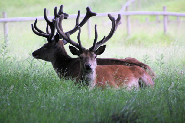 istock A close up of a Red Deer 1403883914