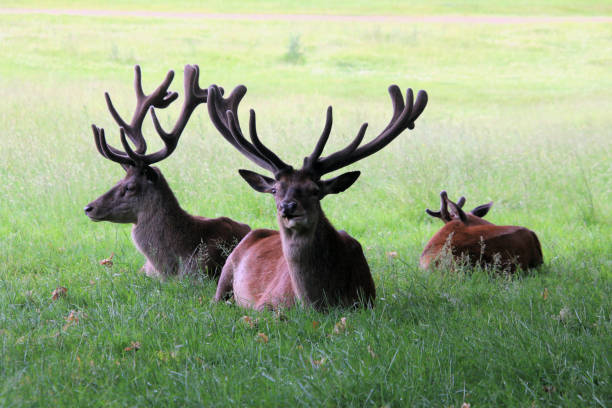 istock A close up of a Red Deer 1403883997