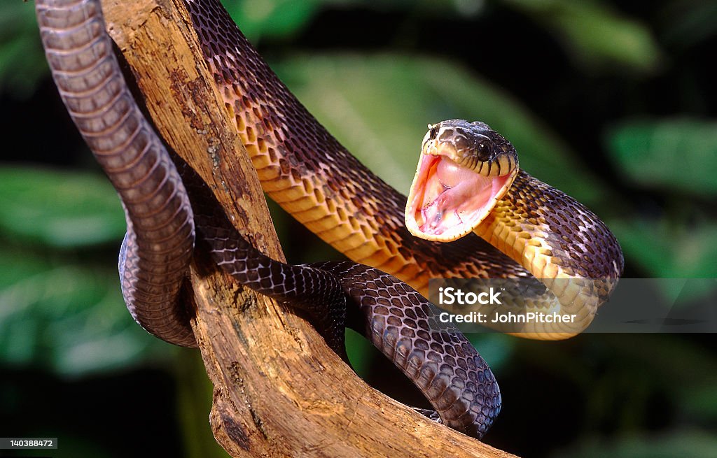 Cobra-Blandings Cobra da árvore - Royalty-free Animal a atacar Foto de stock