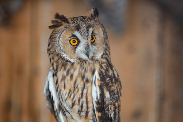 Closeup of owl in house of rescued animals