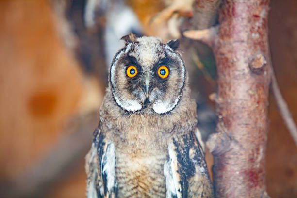 Closeup of owl in house of rescued animals